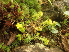 Sedum alpestre