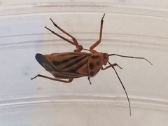Calocoris barberi
