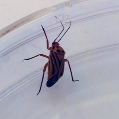 Calocoris barberi