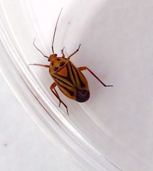 Calocoris barberi