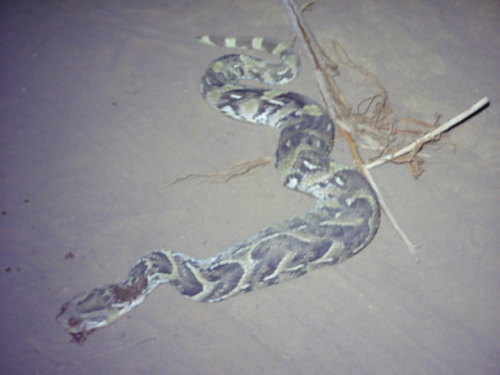 Puff Adder