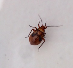 Calocoris barberi