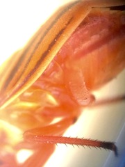 Calocoris barberi