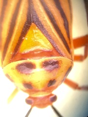Calocoris barberi