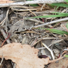 Austroicetes