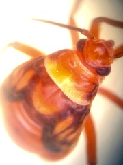 Calocoris barberi