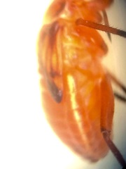 Calocoris barberi