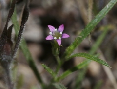 Allophyllum capillare