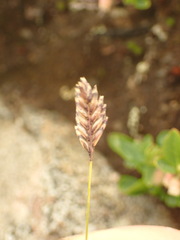 Oreochloa disticha