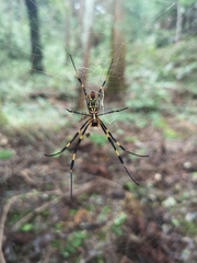 Trichonephila clavata