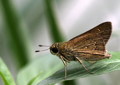 Pelopidas conjuncta