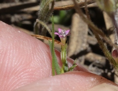 Allophyllum capillare