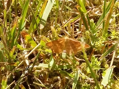 Idaea serpentata
