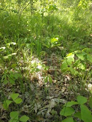 Juncus balticus littoralis