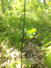Juncus balticus littoralis