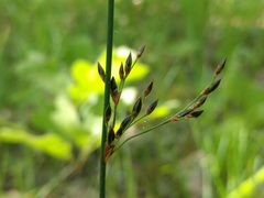 Juncus balticus littoralis