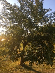 Morus alba