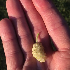 Morus alba