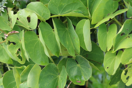 Bauhinia japonica iNat (2)