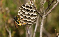 Polistes albellus