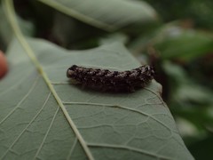 Lithophane patefacta
