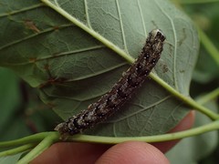 Lithophane patefacta