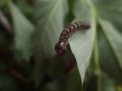 Lithophane patefacta