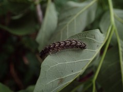 Lithophane patefacta
