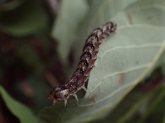 Lithophane patefacta