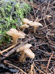 Singerocybe