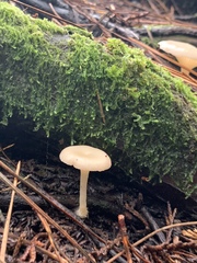 Singerocybe