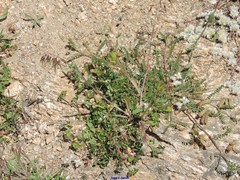 Ornithopus compressus