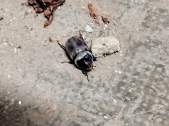 Oryctes nasicornis