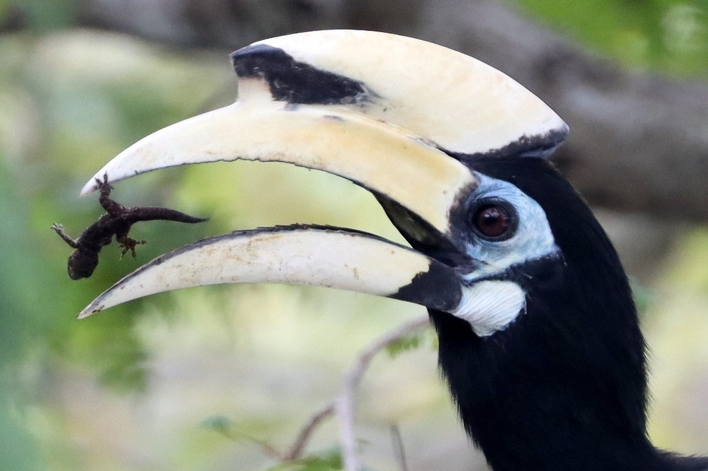 Oriental Pied-Hornbill