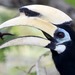Oriental Pied Hornbill - Photo (c) ian3003, some rights reserved (CC BY-NC)