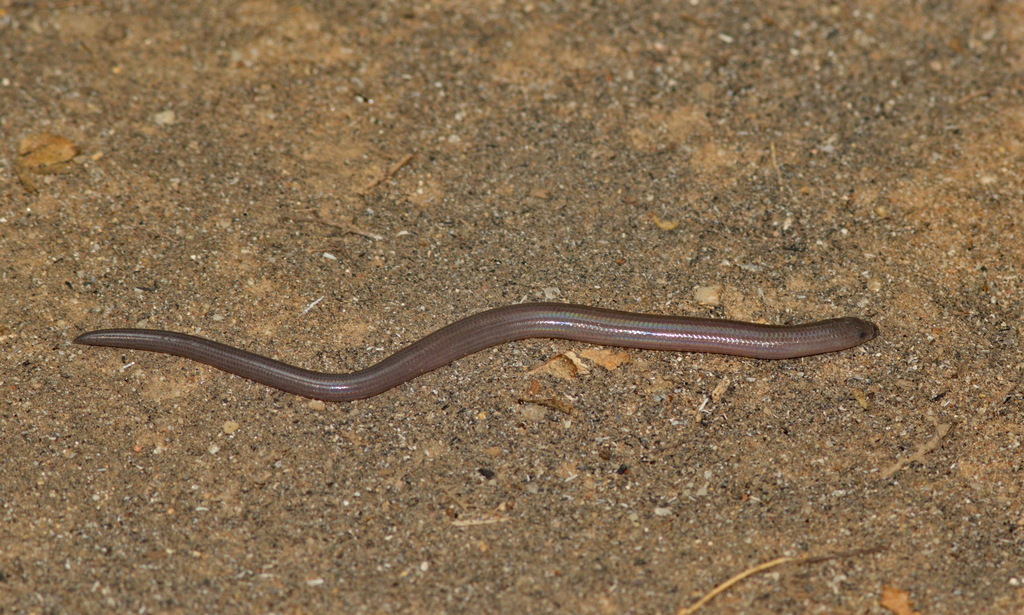Miriam's Skink