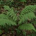 Ferns - Photo (c) Evan M. Raskin, some rights reserved (CC BY), uploaded by Evan M. Raskin