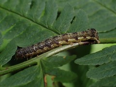 Orthosia rubescens