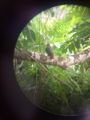 Chalcophaps longirostris