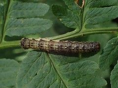 Orthosia rubescens