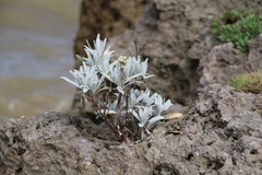 Crossostephium chinense