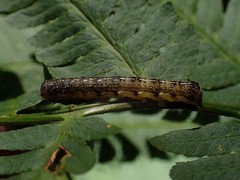 Orthosia rubescens