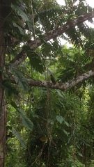 Chalcophaps longirostris