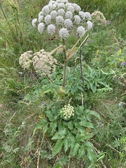 Angelica archangelica