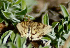 Pyrausta plagalis
