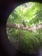 Chalcophaps longirostris