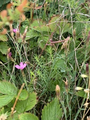 Dianthus deltoides deltoides