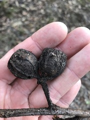 Eucalyptus planchoniana