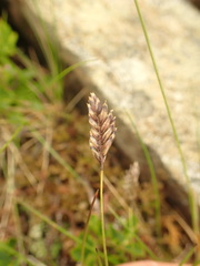 Oreochloa disticha