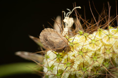 Sciocoris macrocephalus
